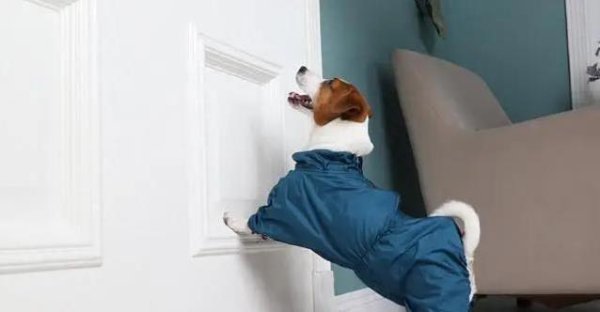 钱盈配 狗狗尾巴甩不停，你一回家它就疯，爱你的秘密藏不住