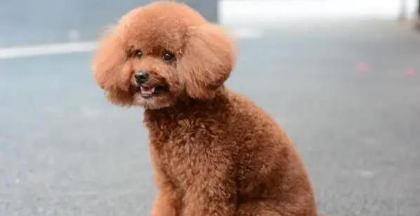 兴启网 泰迪犬撒欢乱家乐翻天，你家宝贝也这样吗？