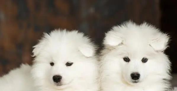 国融汇通 半夜狗狗转圈嗅主人，怪病还是另有秘密？真相笑翻了